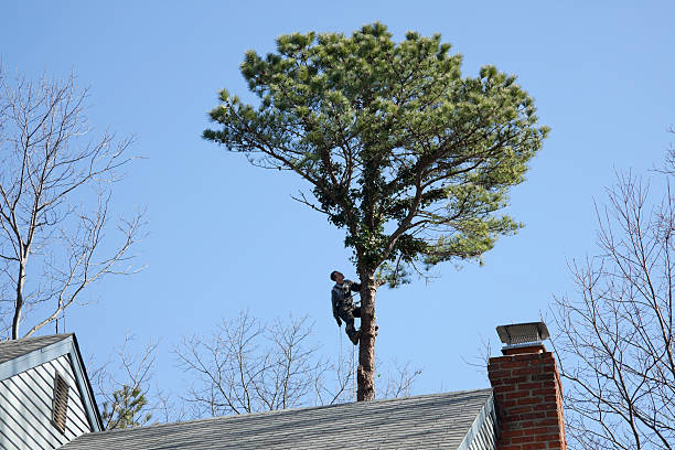 Tree Services